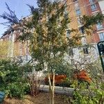 Azara microphylla Habitus