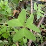 Oxalis latifolia Leht