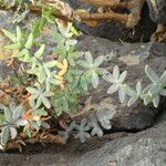 Pellaea ternifolia Habitus