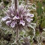 Marrubium supinum Flower