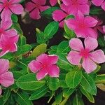 Catharanthus roseus Цветок