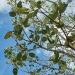 Cordia dodecandra List