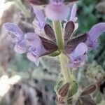 Salvia verbenaca Blüte
