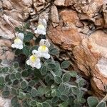 Antirrhinum molle Flor