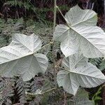 Rubus moluccanus Лист