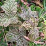 Rubus ursinus 花