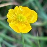 Ranunculus acrisFlower