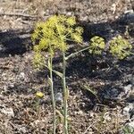 Thapsia garganica Blüte