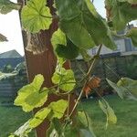 Pelargonium zonale Blad