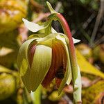 Darlingtonia californica Flower