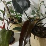 Philodendron erubescens Folha