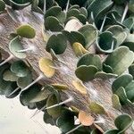 Alluaudia ascendens Hoja