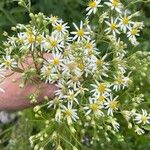 Doellingeria umbellata Flor