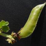 Vicia macrocarpa Gyümölcs
