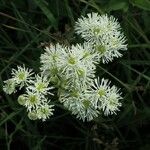 Trautvetteria caroliniensis Цветок