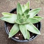 Echeveria agavoides Habitus