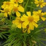 Helenium amarum Flower