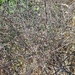 Brassica juncea आदत