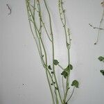 Rumex scutatus Hoja