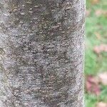 Alnus formosana Bark