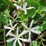 Jasminum fluminense Λουλούδι