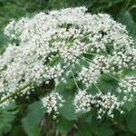 Peucedanum ostruthium Flower