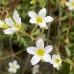 Saxifraga fragosoi Çiçek