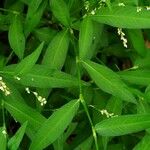 Persicaria mitis Frunză