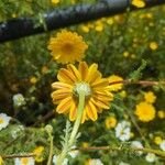 Anacyclus radiatus Õis