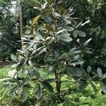 Rhododendron sinogrande Blad