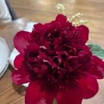 Paeonia mascula Квітка