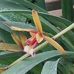 Cymbidium finlaysonianum Flower