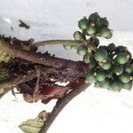 Psychotria konguensis Frukt