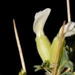 Astragalus armatus Frutto