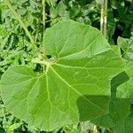 Trichosanthes cucumerina Blatt