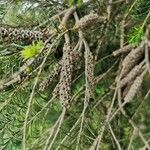 Melaleuca armillaris ഫലം