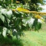 Combretum fruticosum Leaf