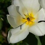 Tulipa fosteriana Altres