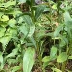 Aster amellus Leaf