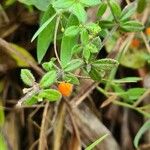 Galium hypocarpium Fruit