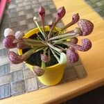 Sarracenia psittacina Yaprak