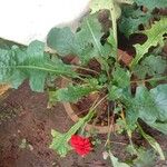 Gerbera leandrii 整株植物