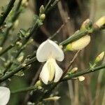 Cytisus multiflorus Flower