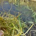 Zannichellia palustris Yaprak