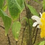 Pachystachys lutea 花