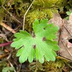 Ranunculus tuberosusЛист