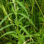 Veronica longifolia Leaf