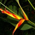 Heliconia irrasa ফুল