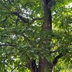 Catalpa speciosa Φύλλο