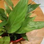 Spathiphyllum floribundum 葉